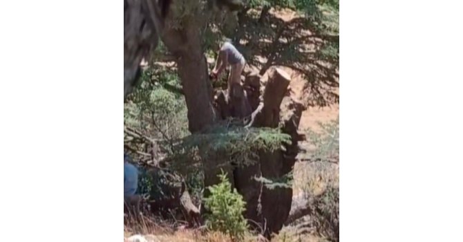 Kahramanmaraş’ta ormanlık alanda ağaç kesen 2 kişi yakalandı
