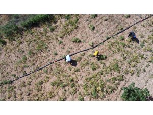 Kar suyuyla sulanan, beyaz fasulyede hasat zamanı