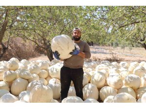 Kilolarca ağırlığa ulaşan tescilli beyaz kabakta hasat başladı