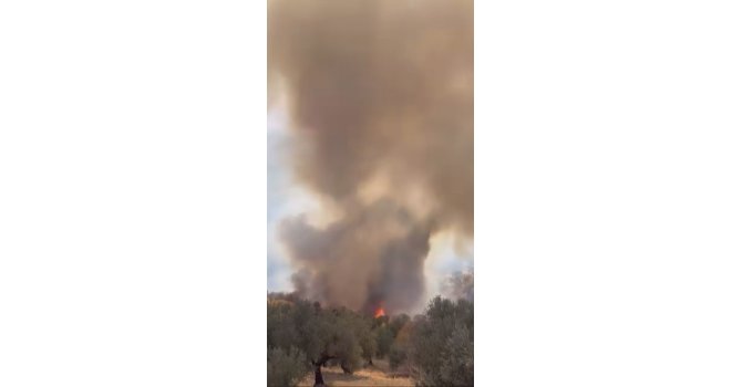 Hatay’da zeytinlik alanda çıkan yangın büyümeden söndürüldü