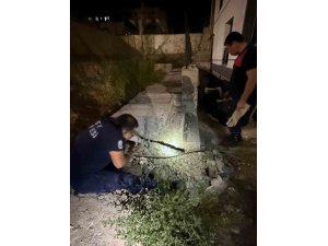 Antakya’da beton boru içinde sıkışan kedi kurtarıldı