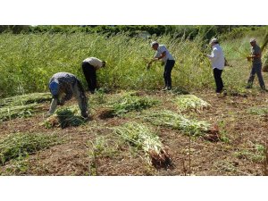 Antalya’da altın susamda hasat başladı