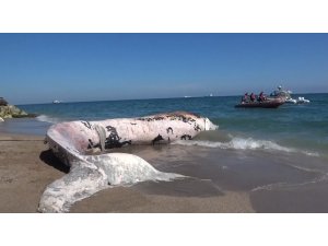 Yaklaşık 16 metre: 4 yıl önce gömülen ’Balina’nın iskeleti bilimsel kazıyla çıkarılacak