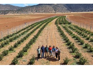 Antalya’da aronya ve böğürtlen hasadı bereketi