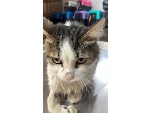 Alanya’da yaralı kediye çene ameliyatı