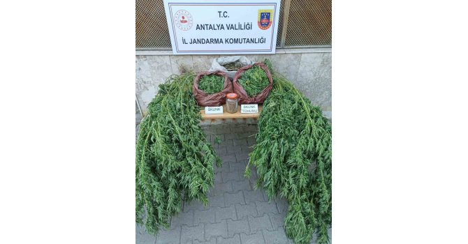 Korkuteli’nde 11,5 kilo skunk ele geçirildi