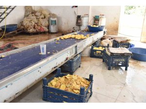 Otel ve restoranlara verilen 1,5 ton işlenmiş patates imha edildi