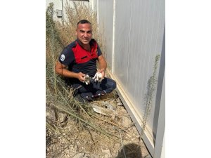 Konteynerin altında mahsur kalan kedileri itfaiye kurtardı