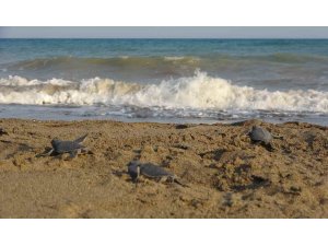 Yavru caretta carettların çıkışları tamamlandı: 210 bin yavru denizle buluştu