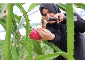 Ejder meyvesi en çok kurutulan ürünler arasına girdi
