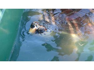 Tedavileri tamamlanan 5 deniz kaplumbağası denizle buluştu