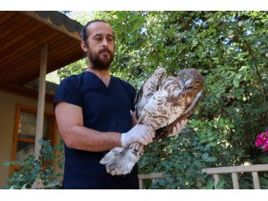 Soyu tükenme tehlikesindeki yaralı yılan kartalı yeniden doğaya döndü