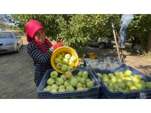 Elma diyarı Eğirdir’de hasat başladı, kuraklık rekolteyi vurdu