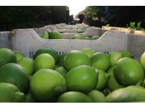 Limon hasadı 25 ve 27 Eylül tarihlerinde başladı