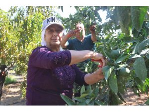 Kuraklığın rekolteyi etkilediği erkenci mandalina, tarladan 30 TL ile 40 TL arasından alıcı buluyor