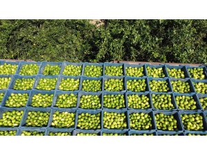 Çukurova’da limon hasadı: Geçen yıl 1 TL olan limon bahçede 20 TL