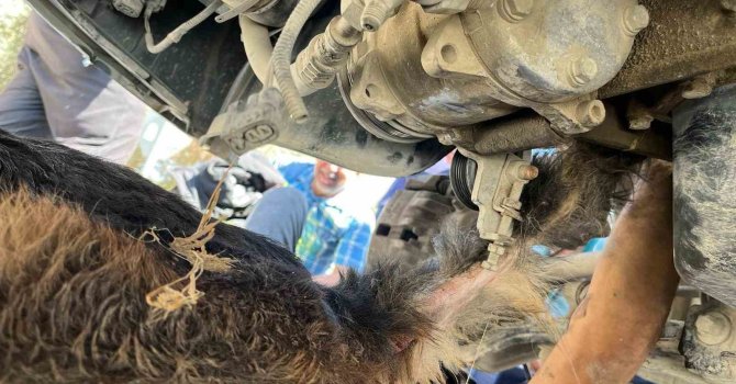 Minibüsün altında sıkışıp mahsur kalan köpeği itfaiye kurtardı