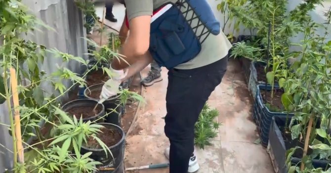 Uyuşturucuyu saksılara ekip evinin çevresine yerleştirmiş