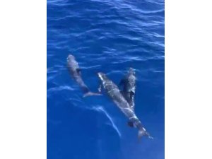 Akdeniz’de yunusların görsel şöleni