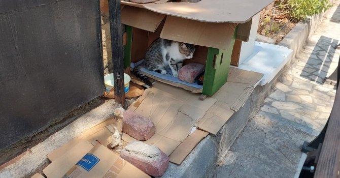 Mahalleli ve cami cemaatinin baktığı kedilerin evlerini çöpe attılar