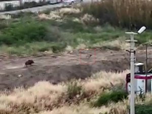 Mersin’de domuz sürüsü köpeği kovaladı: O anlar kamerada