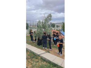 İlkokul öğrencileri okul bahçesindeki zeytin ağaçlarında hasat yaptı