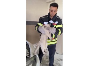 Osmaniye’de araç motoruna sıkışan kedi kurtarıldı
