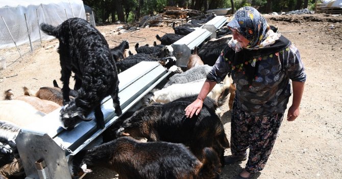 Konyaaltı’nda hayvanlar zengin otlarla besleniyor