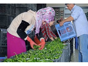 Antalya’da Eylül’de sebze miktarı yüzde 10 arttı