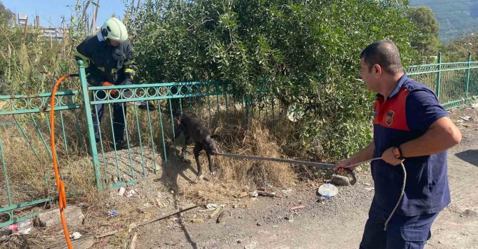 Demir korkuluğa sıkışıp mahsur kalan köpeği itfaiye kurtardı