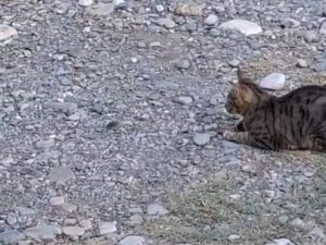 Kedi fareyle top gibi oynadı