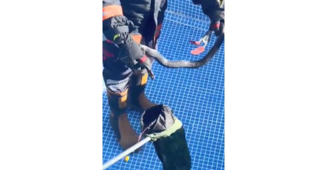 Mersin’de havuza ’karayılan’ girdi