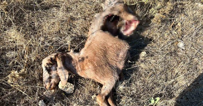 İstanbul’a bir günlüğüne iş seyahatine gitti, döndüğüne keçilerini parçalanmış halde buldu