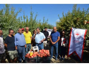 Serik’te nar hasadı başladı