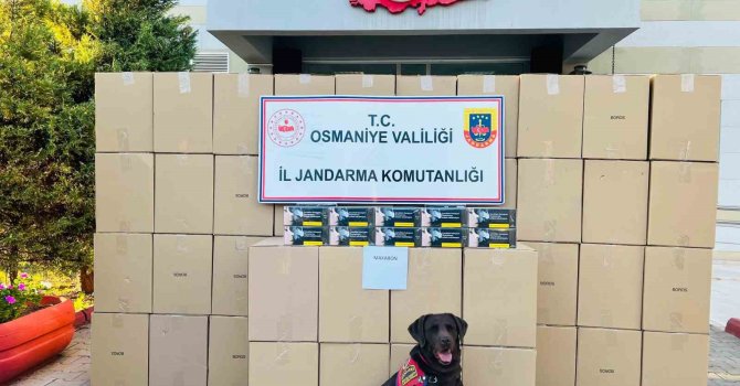 Osmaniye’de kaçak makaron operasyonunda 1 tutuklama