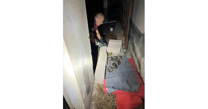 Sulama kanalına düşen anne köpek ve yavrularını itfaiye ekipleri kurtardı