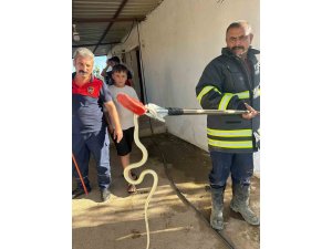 Hatay’da evlere giren 2 yılan yakalandı