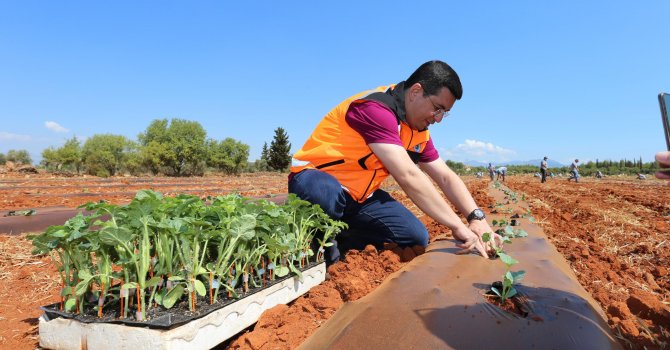 Tütüncü, karpuz, kavun fidelerini toprakla buluşturdu