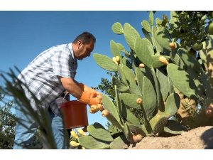 Kurak tarlalardan gelen lezzet: Dikenli incir dondurmaya dönüştü