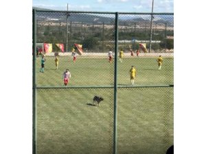 Isparta’da amatör maçta sahaya köpek girince oyun durdu