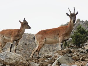 Pozantı’da yaban keçileri görüntülendi