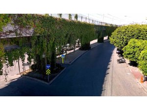 Sarmaşıklarla kaplı metro yolu, görsel şölen oluşturuyor