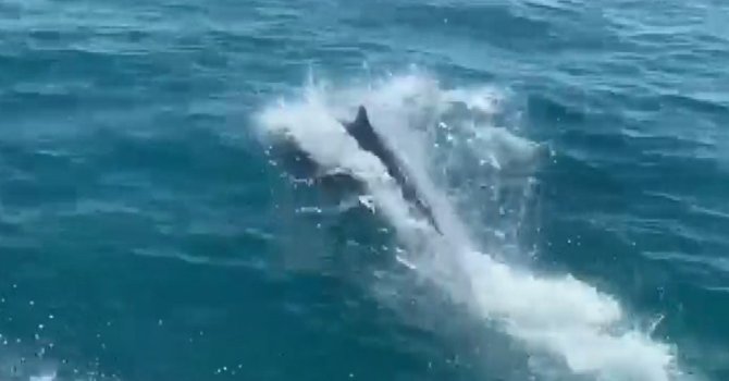 Deniz polisinin devriyesine ’Yunuslar’eşlik etti