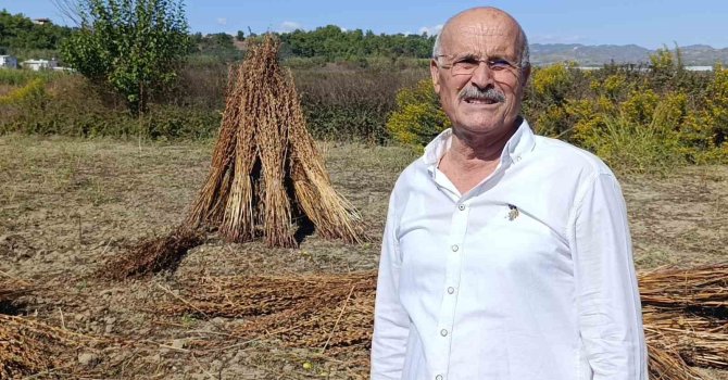 Coğrafi işaret tescilli Altın Susam’a hırsız dadandı