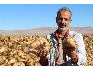 Kahramanmaraş’ta şeker pancarı sökümü başladı