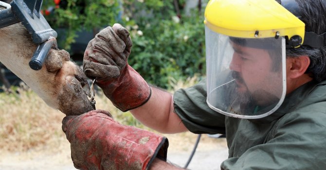 Büyükşehir’den besicilere destek