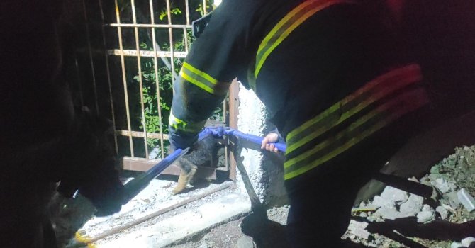 Demir korkuluklara sıkışan yavru köpek itfaiye ekiplerince kurtarıldı