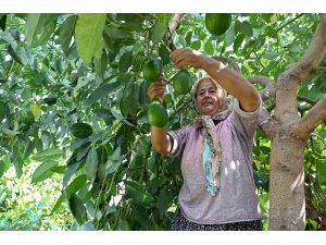 Mersin’de çiftçiye tropikal meyve desteği