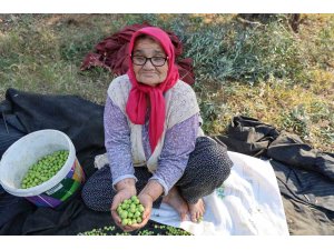 Zeytin hasadına asırlık ağaçlardan başlandı