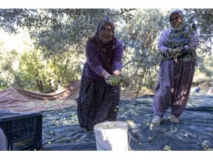 Mersin’deki fidan destekleri meyvesini veriyor